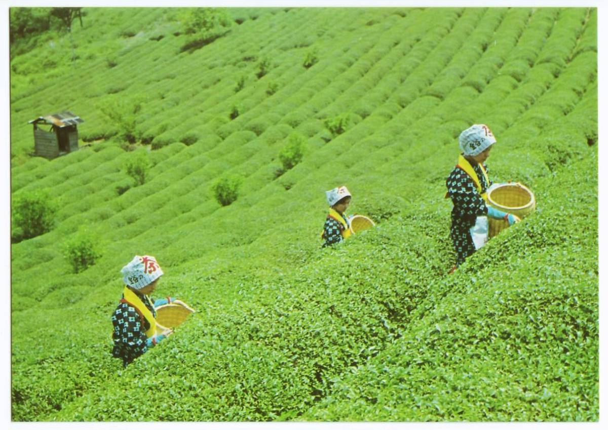 静岡 茶摘み風景 茶摘み娘 カラー_画像1