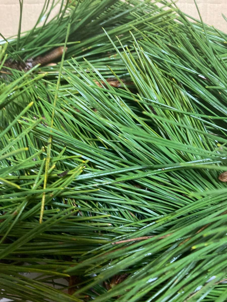 即購入可　即日発送　節分　岡山県　黒松　枝付き松葉　生葉　無農薬　松の葉