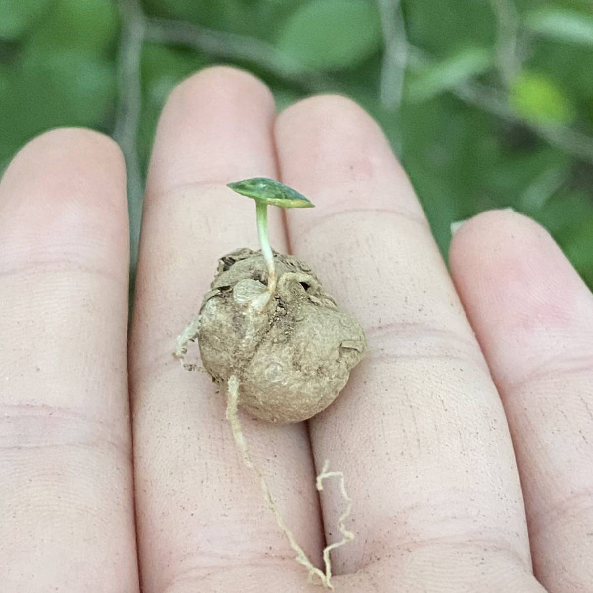 t12貴重希少sp. Aff. Arachnoideum　アラクノイデウム　現地球 【多肉植物　Eriospermum　エリオスペルマム】_画像4