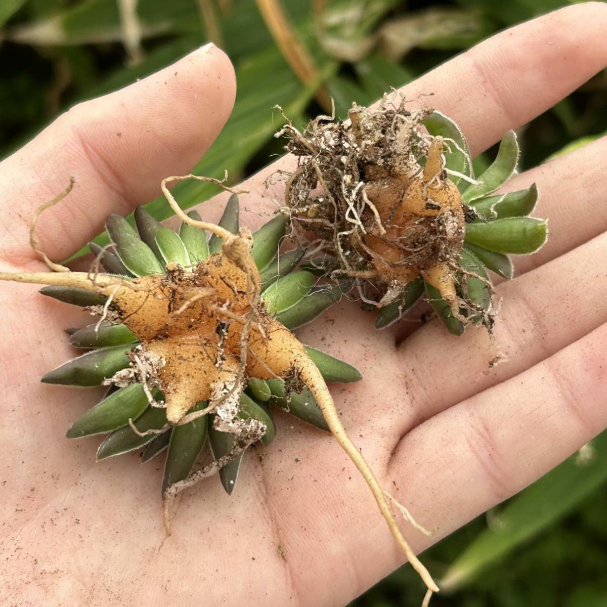 c537《PW》ブルビネ“マルガレサエ,Bulbine margarethae”多肉植物 球根2株_画像3