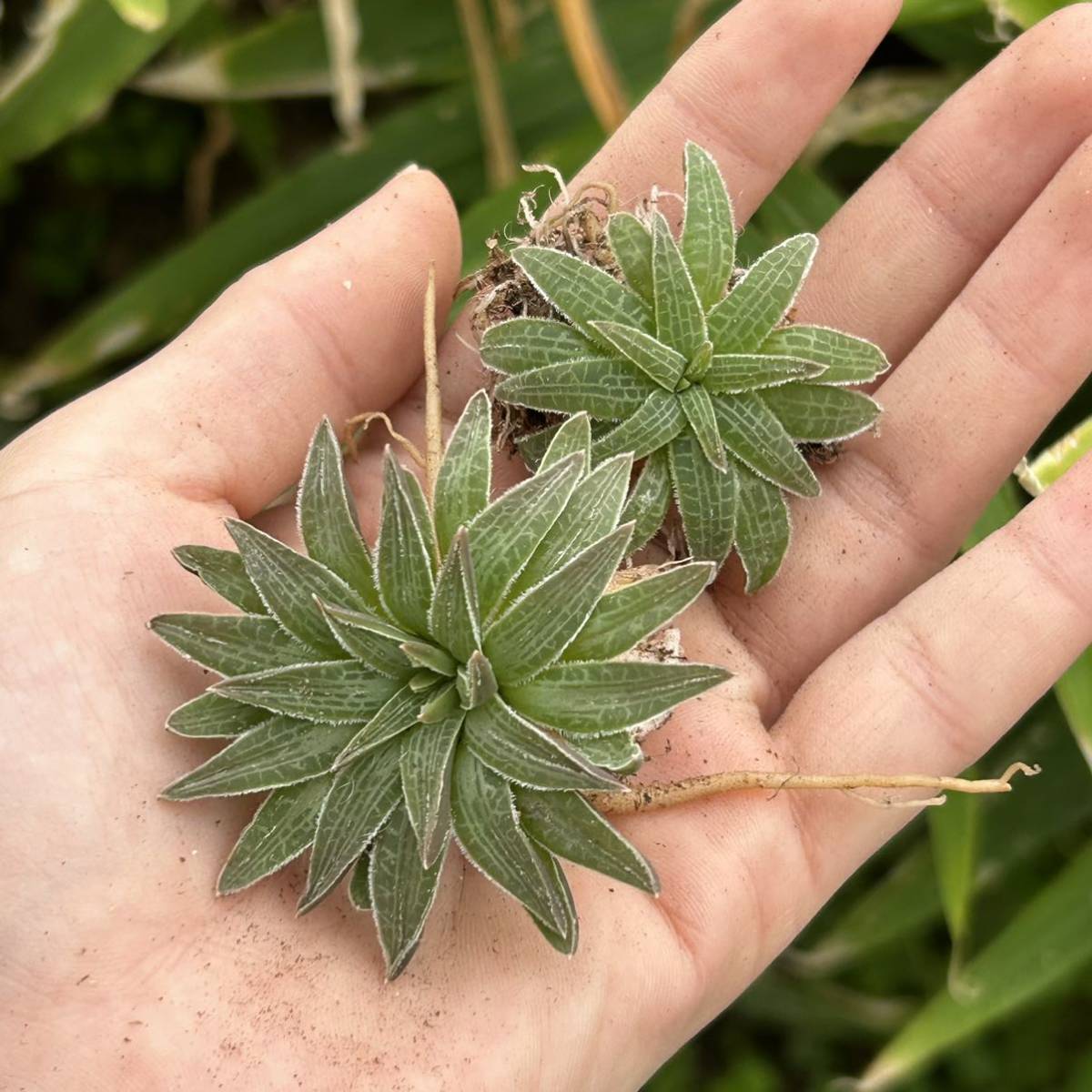 c537《PW》ブルビネ“マルガレサエ,Bulbine margarethae”多肉植物 球根2株_画像1