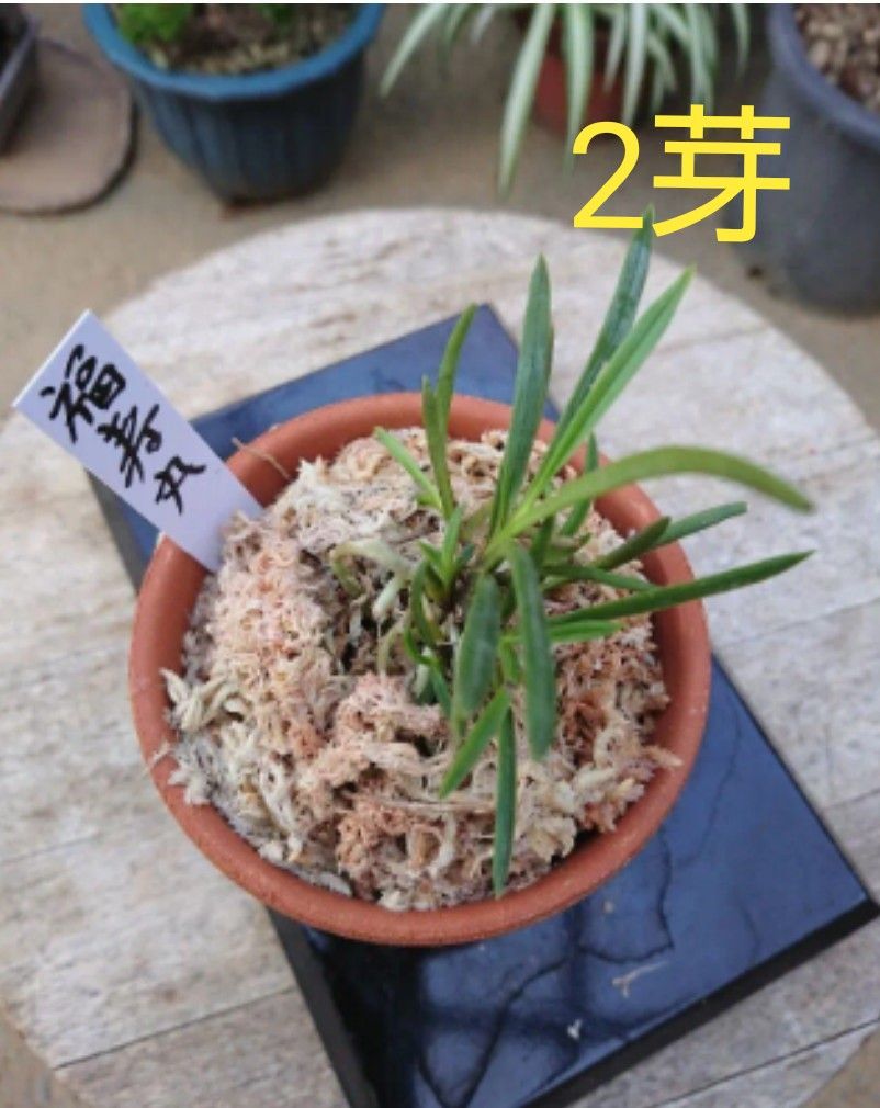 富貴蘭 (福寿丸) 2芽  富貴蘭  山野草植物一般