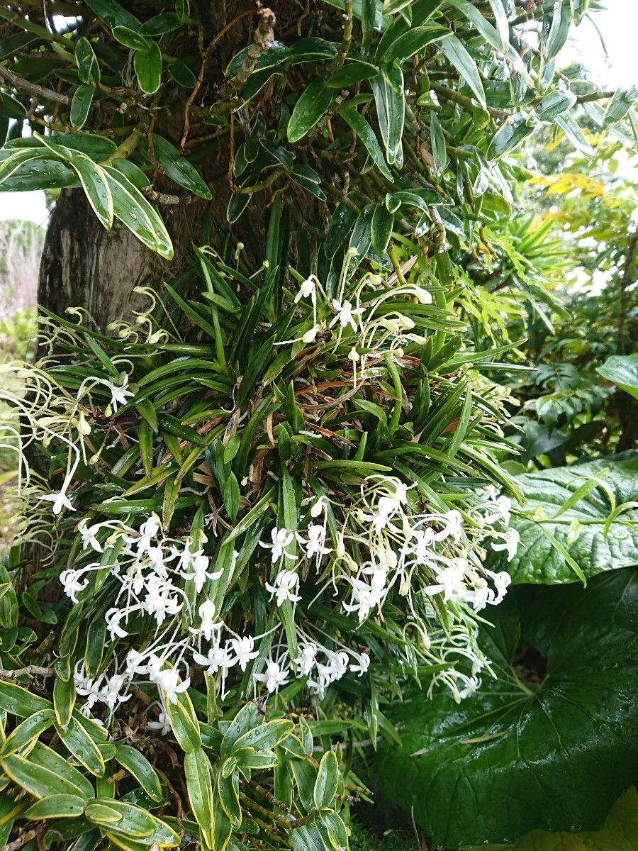 富貴蘭 青龍獅子  (3株)