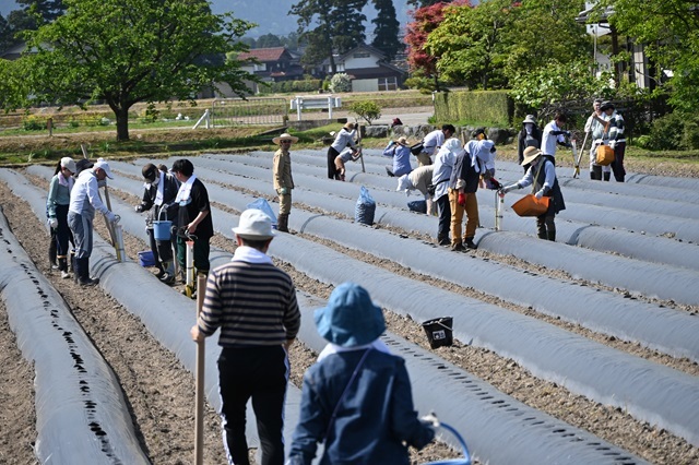 さといも 富山県南砺市山野産 2Lサイズ 箱込み5.0kg _画像2