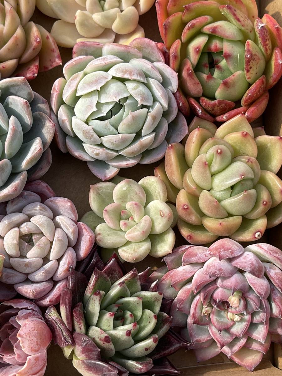 60株　L1+L2　多肉植物 エケベリア属　Echeveria DC 　ベンケイソウ科　交雑種類　超美苗 サボ テン 観葉植物 花 レア種 60株セット_画像3