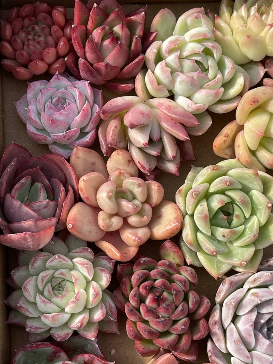 60株　L1+L2　多肉植物 エケベリア属　Echeveria DC 　ベンケイソウ科　交雑種類　超美苗 サボ テン 観葉植物 花 レア種 60株セット_画像6