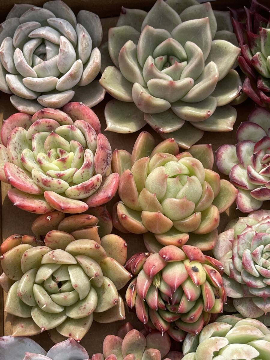 54株　L21+L22　多肉植物 エケベリア属　Echeveria DC 　ベンケイソウ科　交雑種類　超美苗 サボ テン 観葉植物 花 レア種 54株セット_画像5