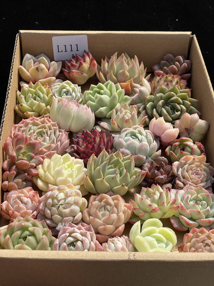 67株　L111+L112　多肉植物 エケベリア属　Echeveria DC 　ベンケイソウ科　交雑種類　超美苗 サボテン 観葉植物 花 レア種 67株セット_画像4