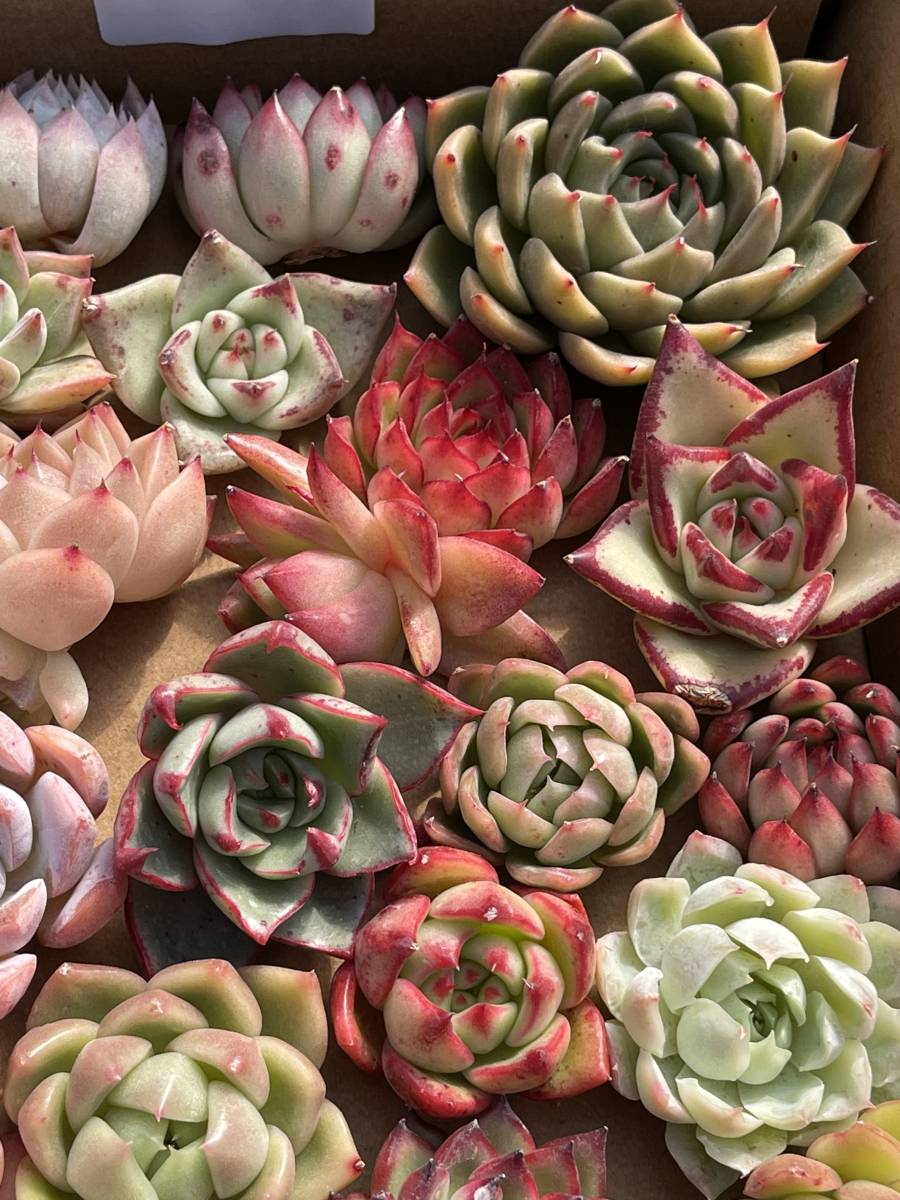 67株　L111+L112　多肉植物 エケベリア属　Echeveria DC 　ベンケイソウ科　交雑種類　超美苗 サボテン 観葉植物 花 レア種 67株セット_画像8