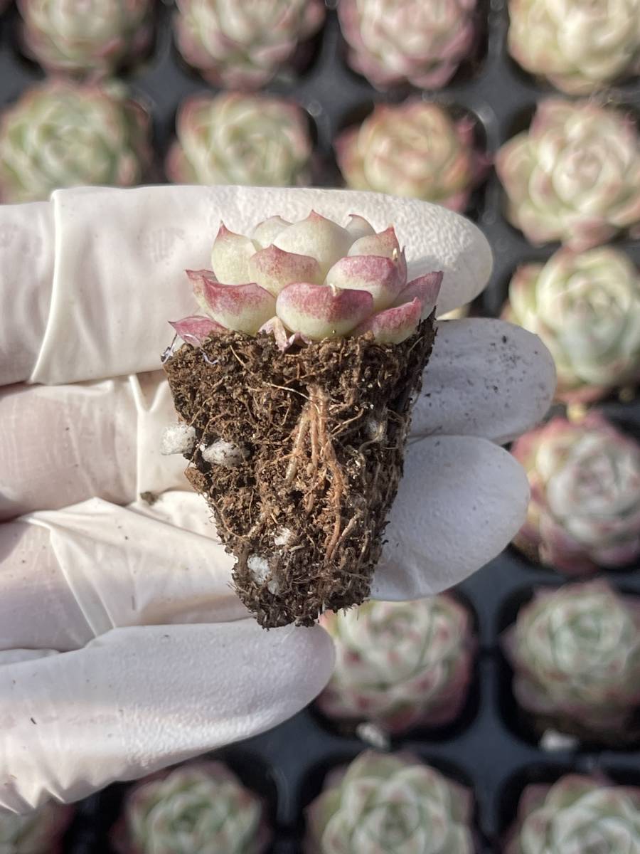 128株 L564-5 多肉植物 エケベリア 62号バラ 超美苗 サボテン 観葉植物 花 園芸　レア種 土と根付きで_画像2