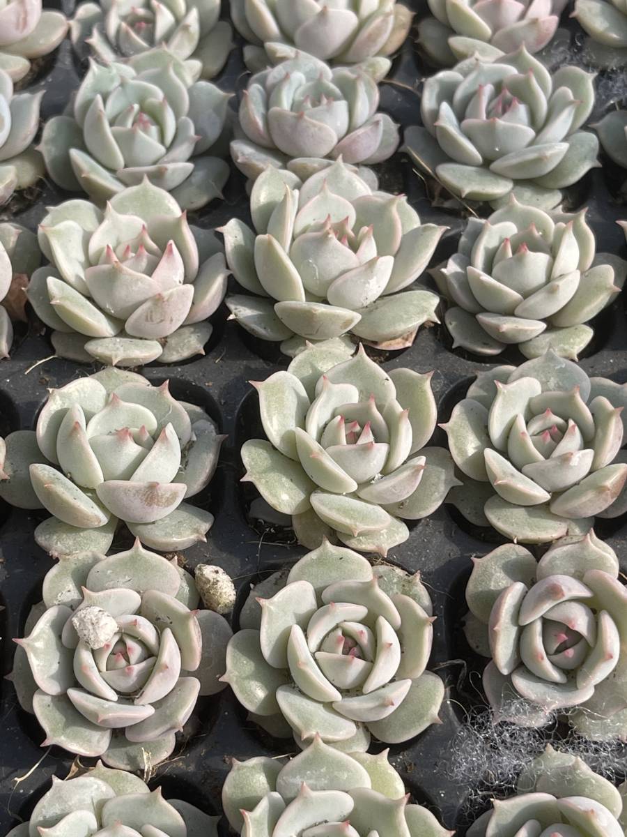 128株 L648-1 多肉植物 エケベリア ルナレン 超美苗 サボテン 128株 L648-1 多肉植物 エケベリア ルナレン 超美苗 サボテン