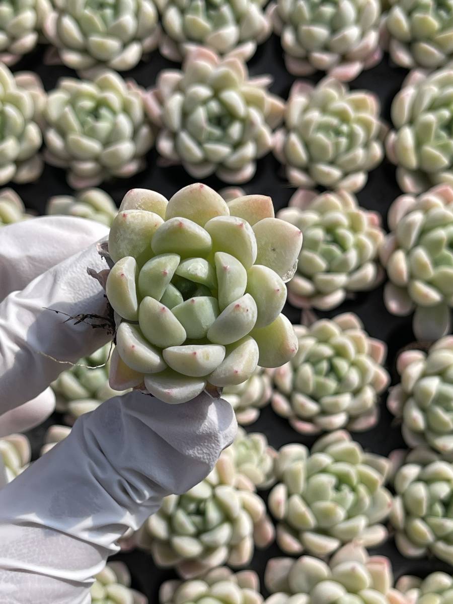 105株 M475-6多肉植物 エケベリア 玉環 超美苗 サボテン 観葉植物 花 園芸　レア種 土と根付 きで_画像1