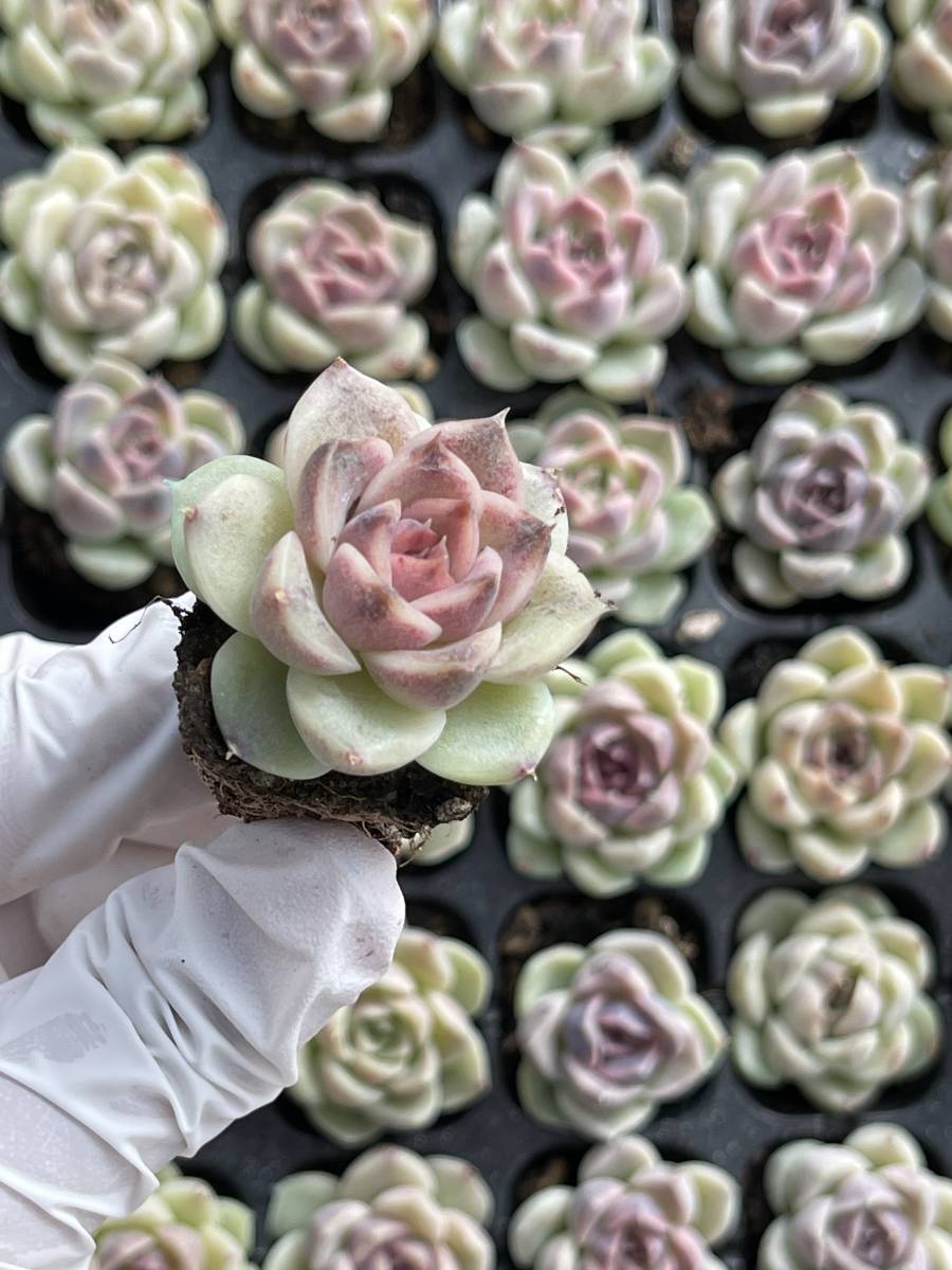 105株 M468-6多肉植物 エケベリア 紫晶ベンゼン 超美苗 サボテン 観葉植物 花 園芸　レア種 土と根付きで_画像1