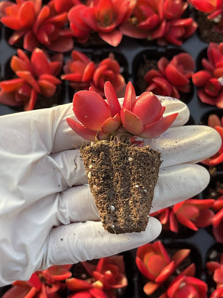 65株 M403-7多肉植物 エケベリア 火祭り 超美苗 サボテン 観葉植物 花 園芸　レア種 土と根付きで_画像2