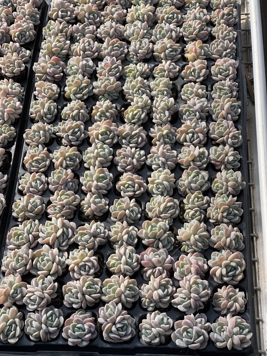 105株 M470-7多肉植物 エケベリア 雪媚娘 超美苗 サボテン 観葉植物 花 園芸　レア種 土と根 付きで_画像4