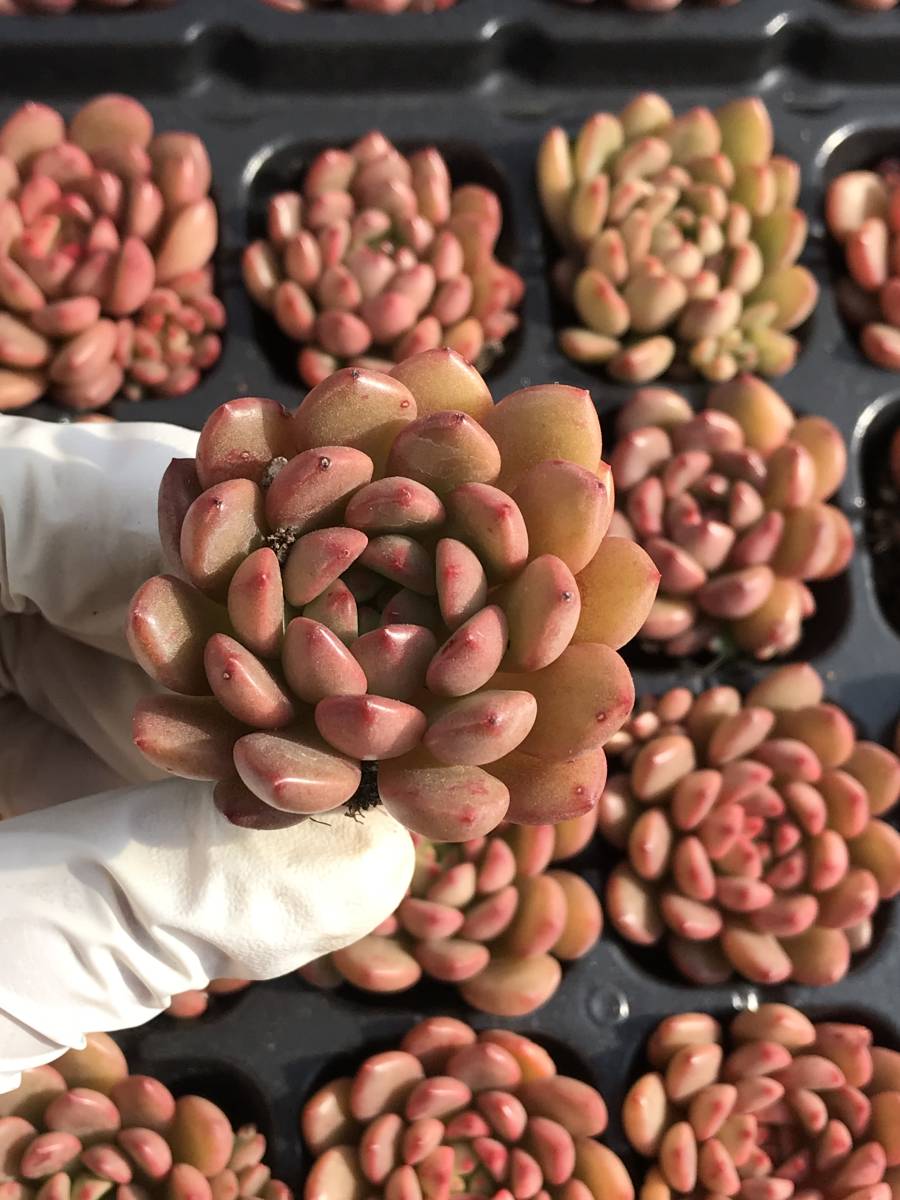 72株 N613-2多肉植物 エケベリア 赤い宝石 超美苗 サボテン 観葉植物 花 園芸　レア種 土と根付きで_画像1