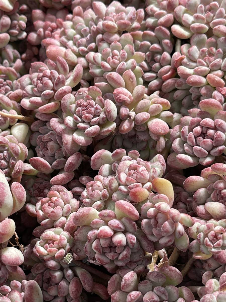 16株 N409-3多肉植物 エケベリア ラノリン球 超美苗 サボテン 観葉植物