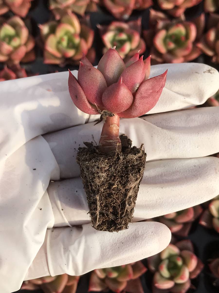 128株 N554-4多肉植物 エケベリア レッドブル 超美苗 サボテン 観葉植物 花 園芸　レア種 土と根付きで_画像2