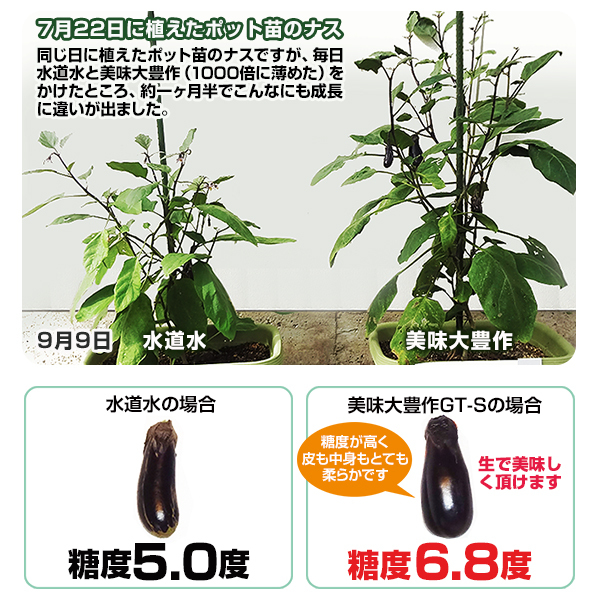 植物活力液 美味大豊作GT-S １リットル 作物が早く大きく育ち収穫量も増加！_画像4