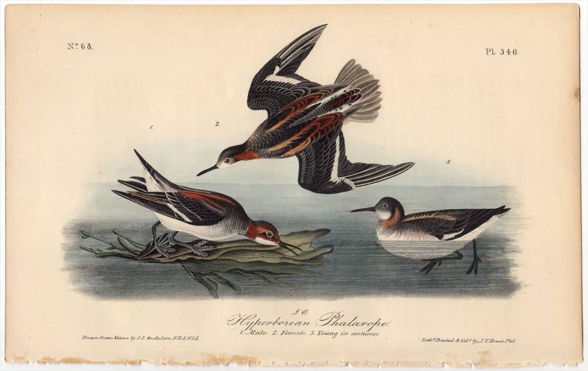 1840年 オーデュボン アメリカの鳥類 初版 手彩色 石版画 Pl.340 ヒレアシシギ科 アカエリヒレアシシギ Hyperborean Phalarope 博物画