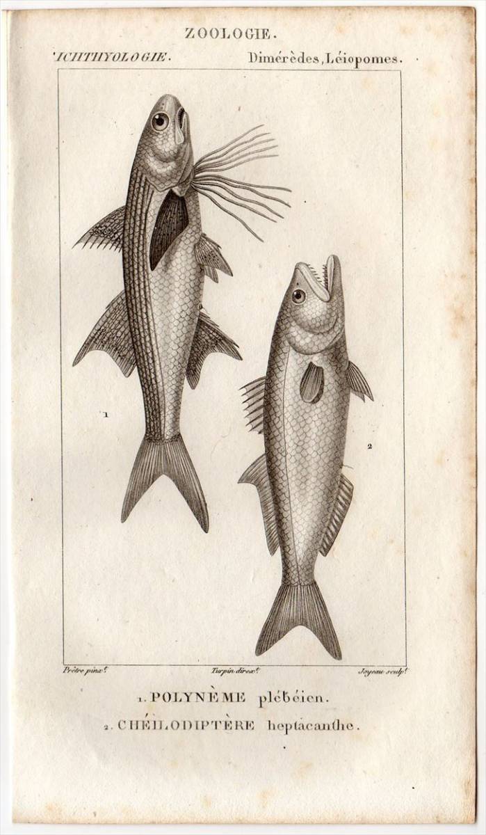 ヤフオク 1816年 Turpin 自然科学辞典 銅版画 魚類学 ツバ