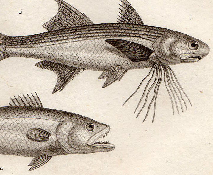 ヤフオク 1816年 Turpin 自然科学辞典 銅版画 魚類学 ツバ