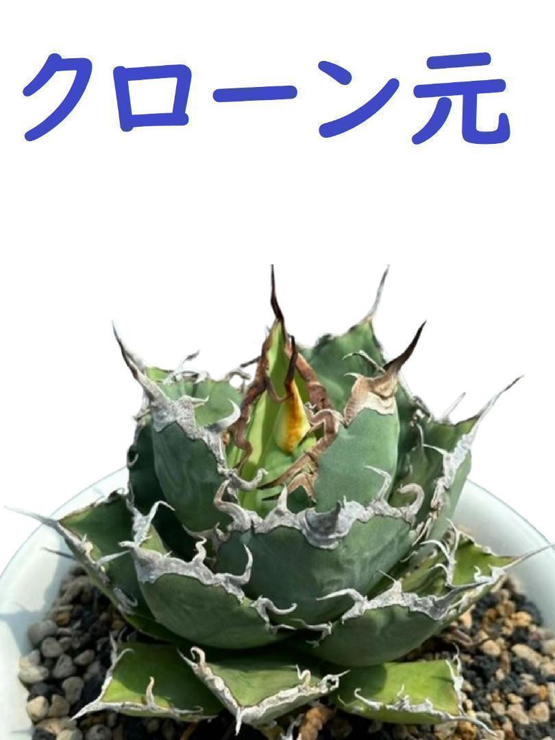 XF07 gold steel .( agave chitanota)