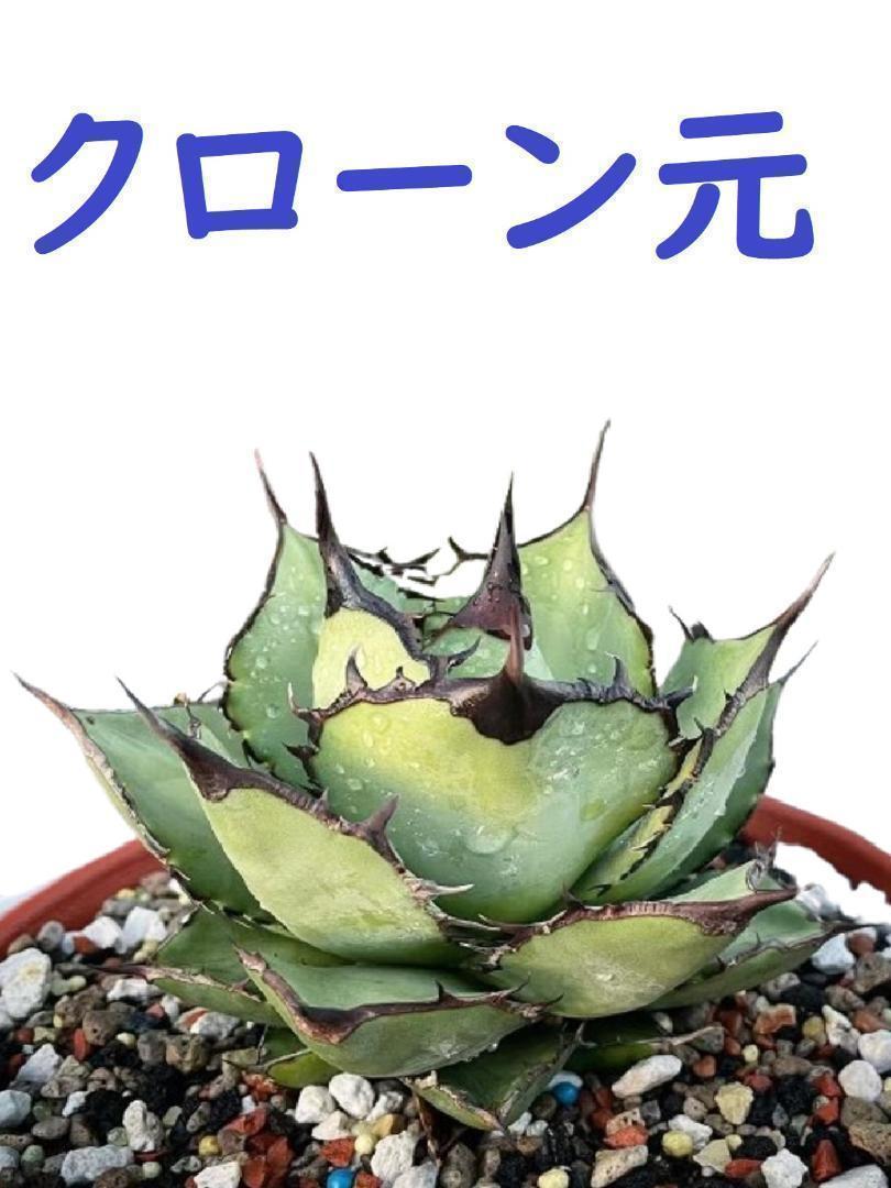 XG12 Panda * bear cat ( agave chitanota)