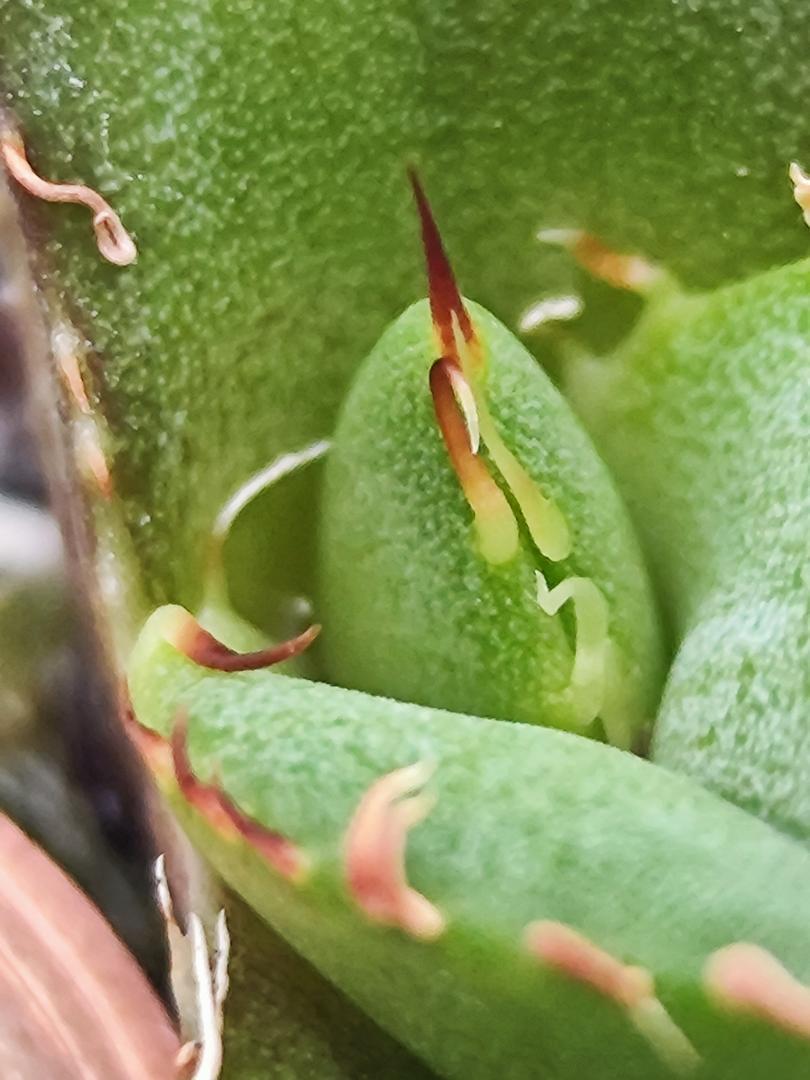 WP08. circle ( agave chitanota)