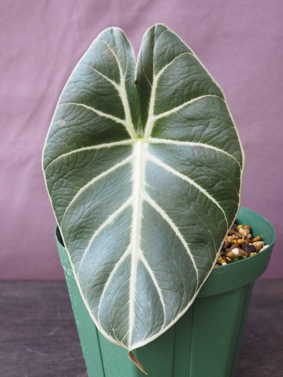 アロカシア 'Mark Campbell' (Alocasia 'Mark Campbell')_画像3