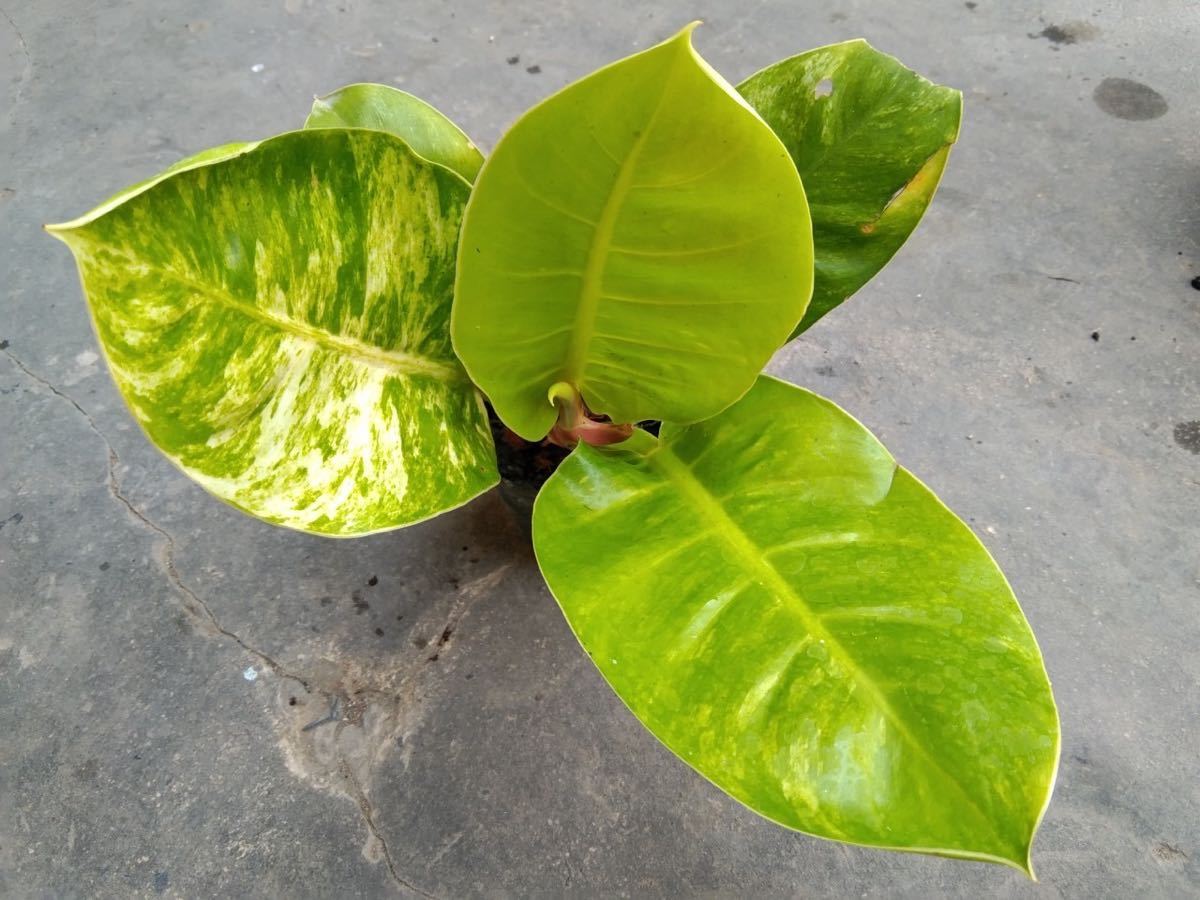 107 フィロデンドロンムーンライト斑入り Philodendron hybrid 'Moonlight Var Marble_画像5