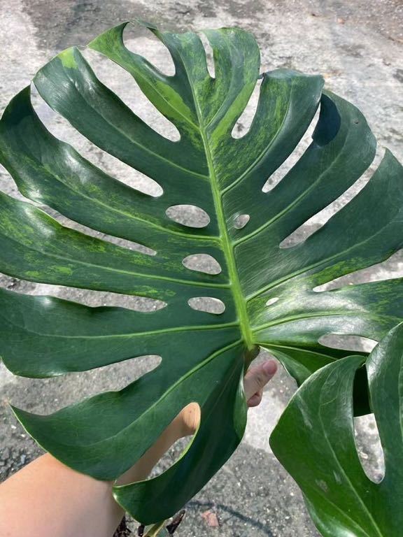 Yahoo!オークション - 138 Monstera Deliciosa brazilian Yahoo!オークション - 138 Monstera Deliciosa brazilian