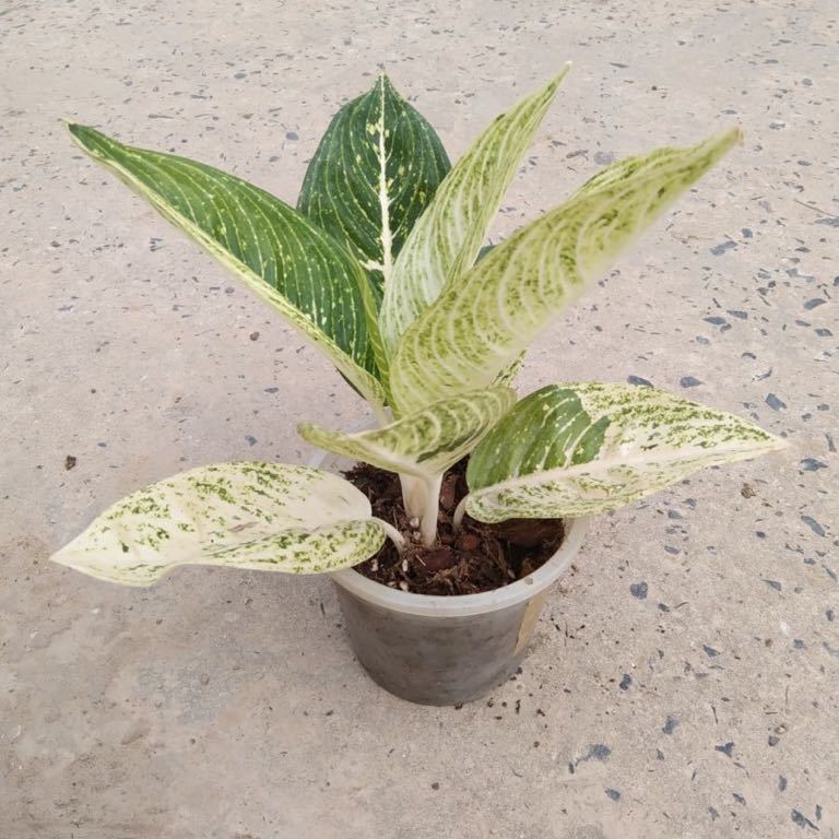 77 アグラオネマ コーチン Aglaonema Sp Legacy Two Tone_画像3