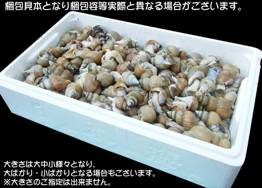 【山陰沖産】シロバイ貝3ｋｇ黒い殻混じり商品(トロ箱冷凍)刺身・煮つけ[冷凍]1箱で出荷！他商品は同梱不可・白バイ エッチュウバイ_画像2