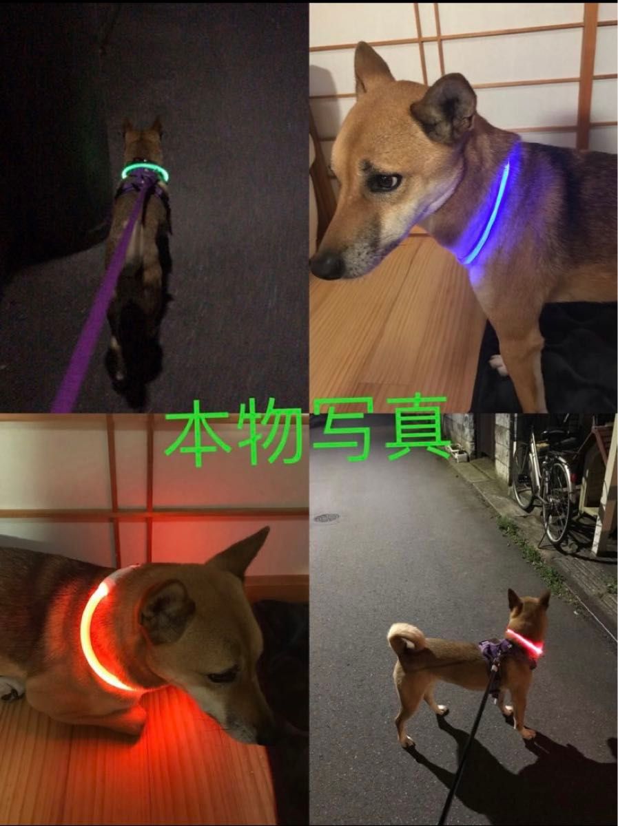 夜散歩 大型犬 中型犬 小型犬　光る ペット ライト 犬用首輪  USB充電