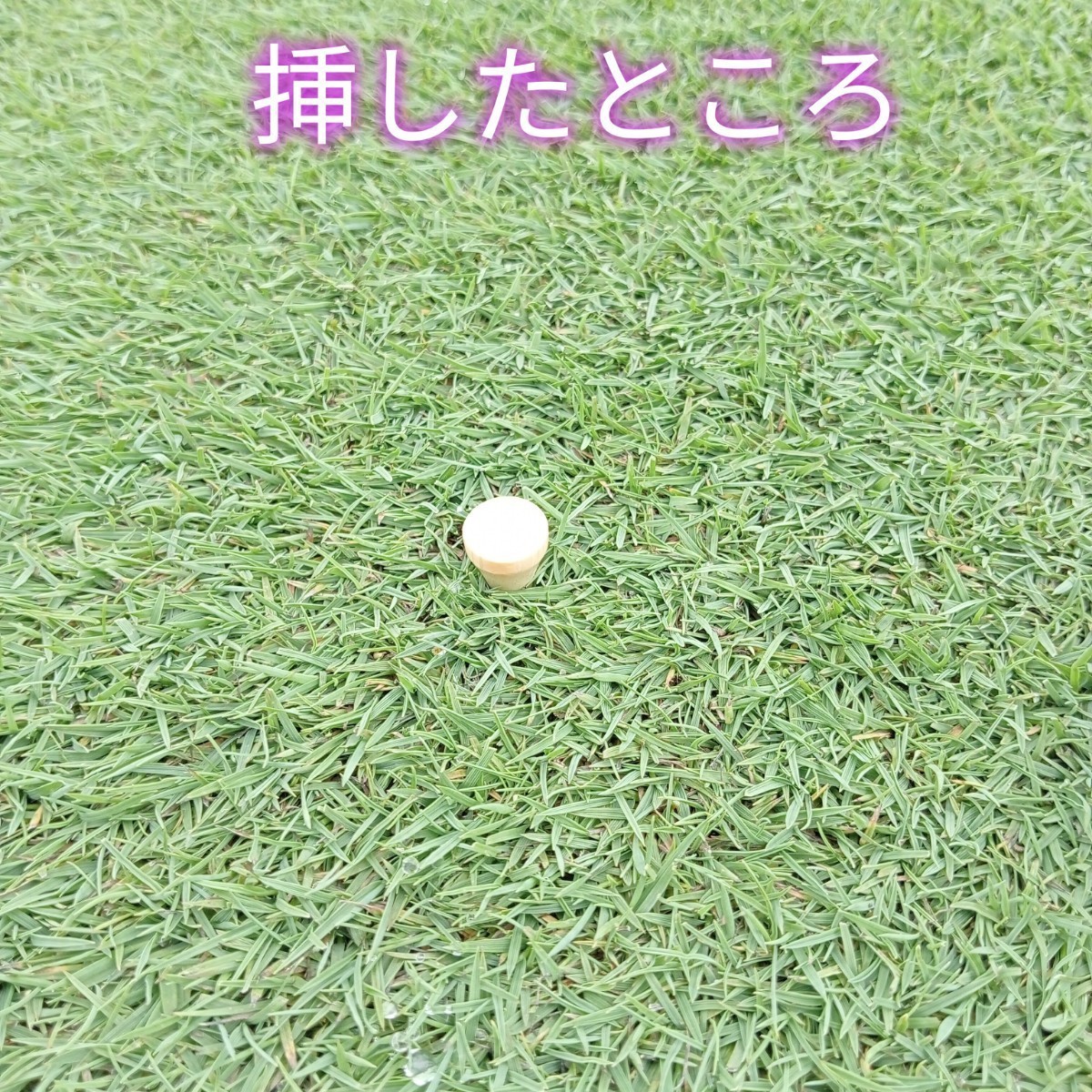 ゴルフティー50本　42mm ショートティー 竹　バンブー　新品未使用　ゴルフ用品_画像4