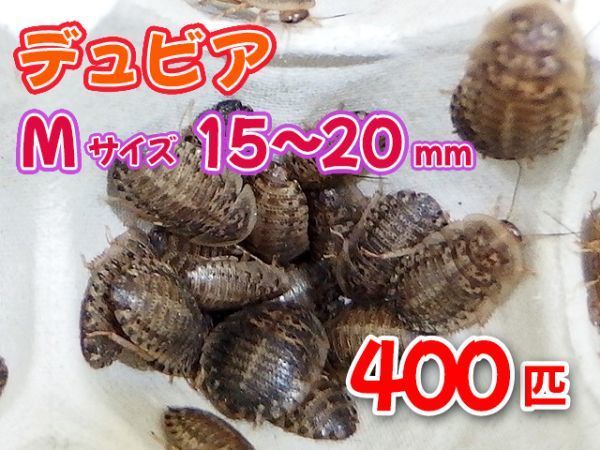 【送料無料】 デュビア Mサイズ 1.5～2.0cm 400匹 紙袋配送 アルゼンチンモリゴキブリ 肉食熱帯魚 爬虫類 両生類 [3476:broad2]