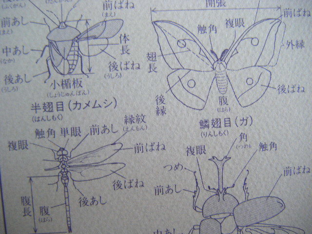 1984年8月初版　フイールド図鑑『昆虫』矢島稔・佐藤有恒著作　東海大学出版会_画像5
