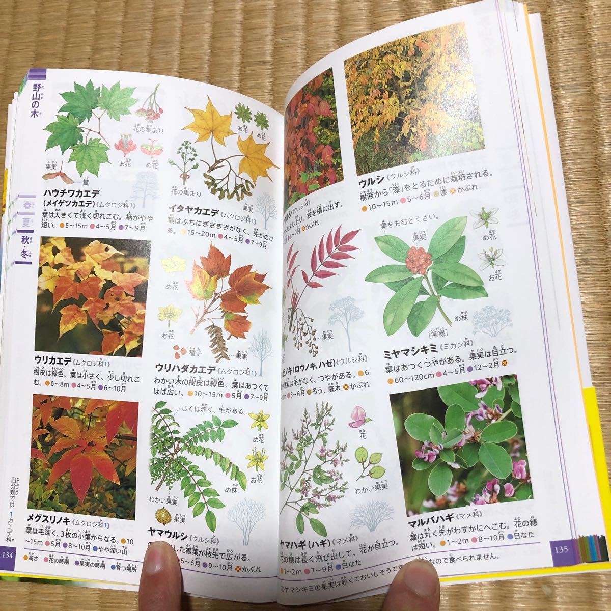  Shogakukan Inc.. illustrated reference book NEO POCKET plant 