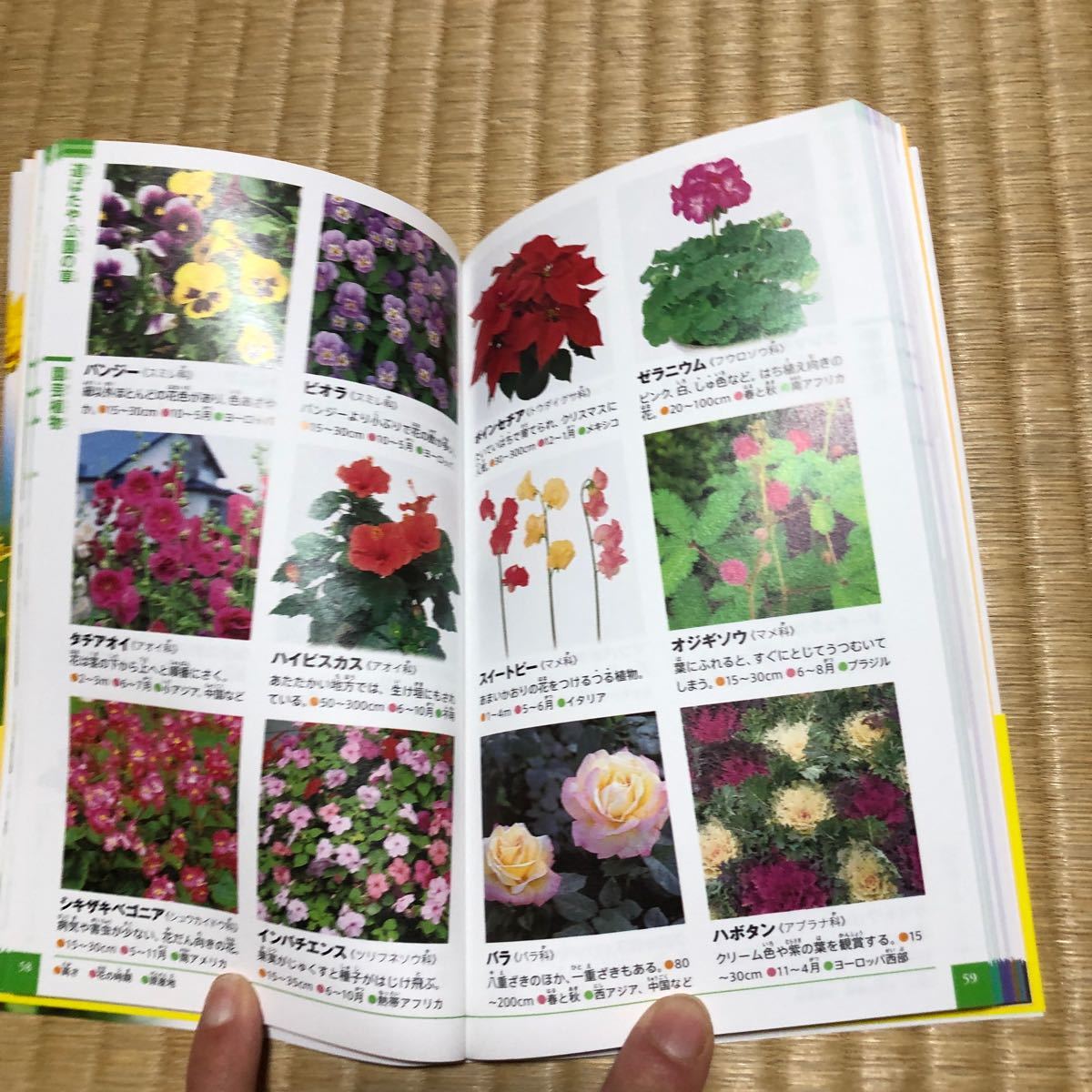  Shogakukan Inc.. illustrated reference book NEO POCKET plant 