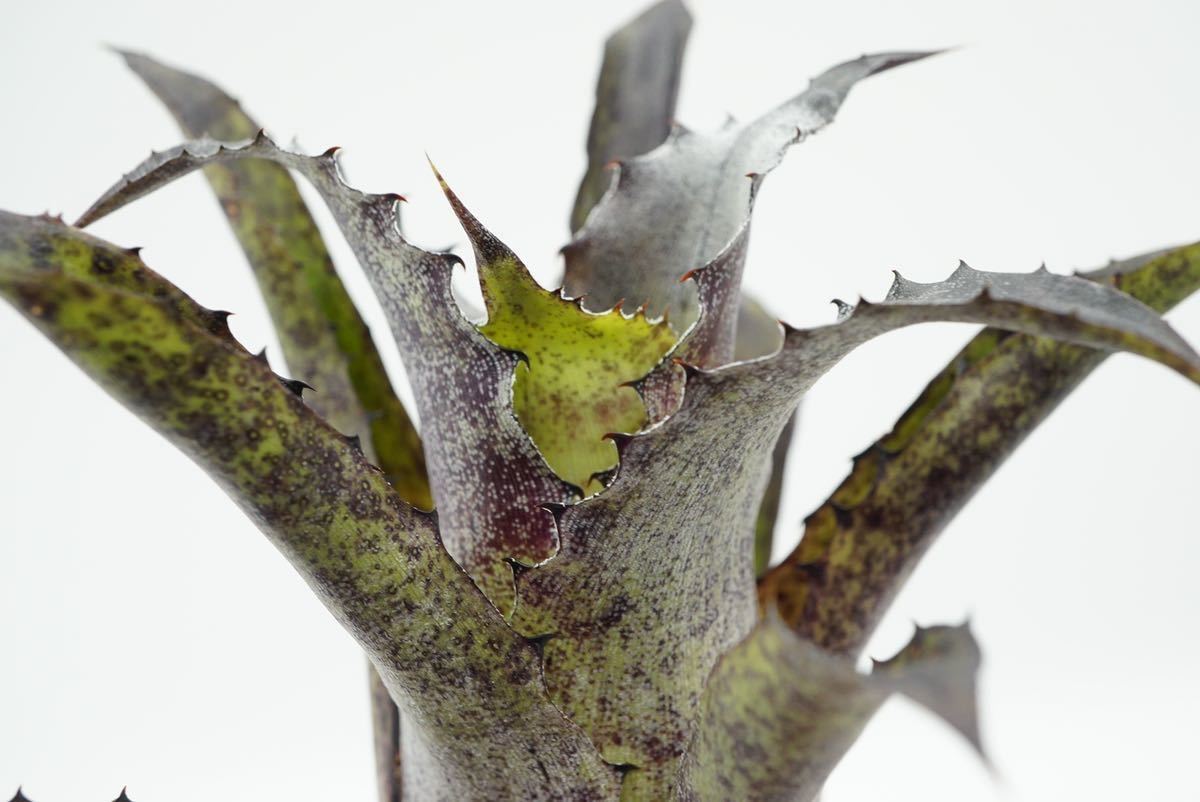 Hohenbergia leopoldo-horstii Hawaii form × leopoldo-horsti Special Spine ホヘンベルギア　ブロメリア _画像6
