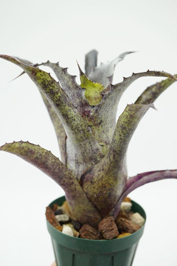 Hohenbergia leopoldo-horstii Hawaii form × leopoldo-horsti Special Spine ホヘンベルギア　ブロメリア _画像4