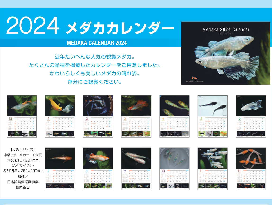 送料無料★２０２４年メダカカレンダー 日本観賞魚振興事業協同組合_画像2