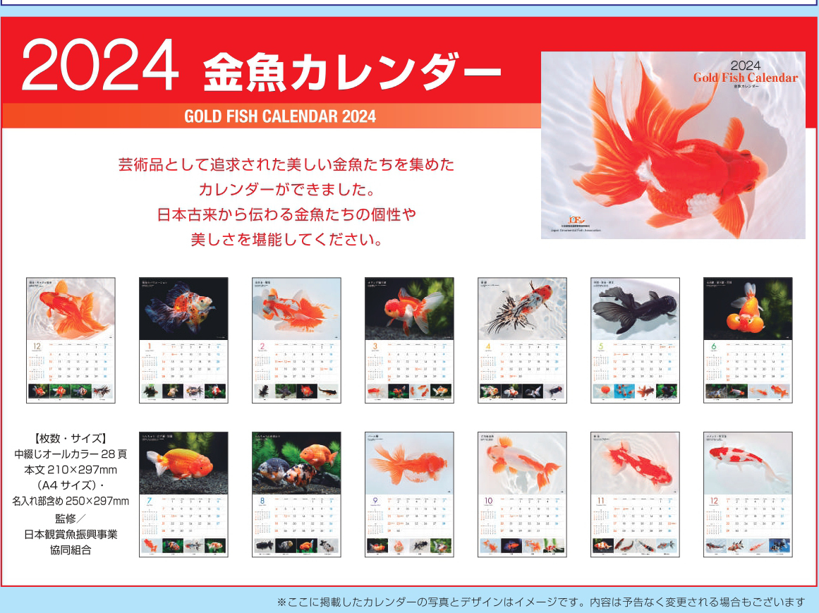 送料無料★２０２４年金魚カレンダー 日本観賞魚振興事業協同組合_画像2
