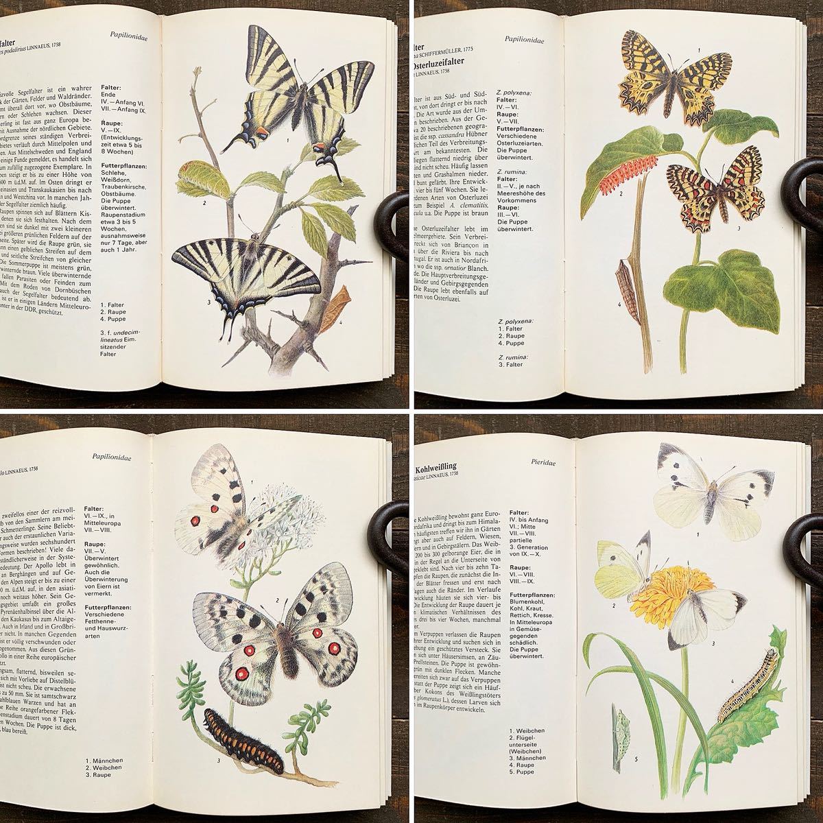 ドイツの古い蝶々の図鑑(TAGFALER 1976年)/アンティーク ヴィンテージ 昆虫図鑑 蝶々 イラスト インテリア 紙物/_画像3