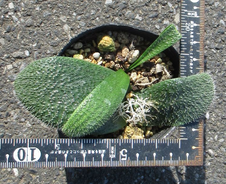マッソニア　Massonia pygmaea　2株_画像2