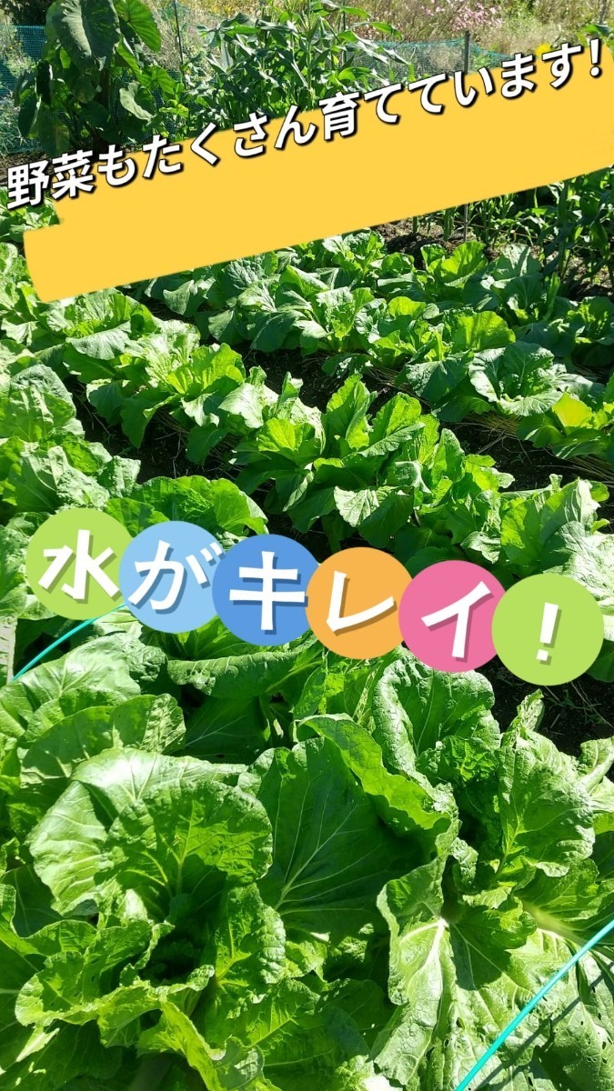 値下げ4200円→3999円！注文後に精米します！新米【令和5年産】三重県 伊賀米 コシヒカリ 10㎏ _画像4