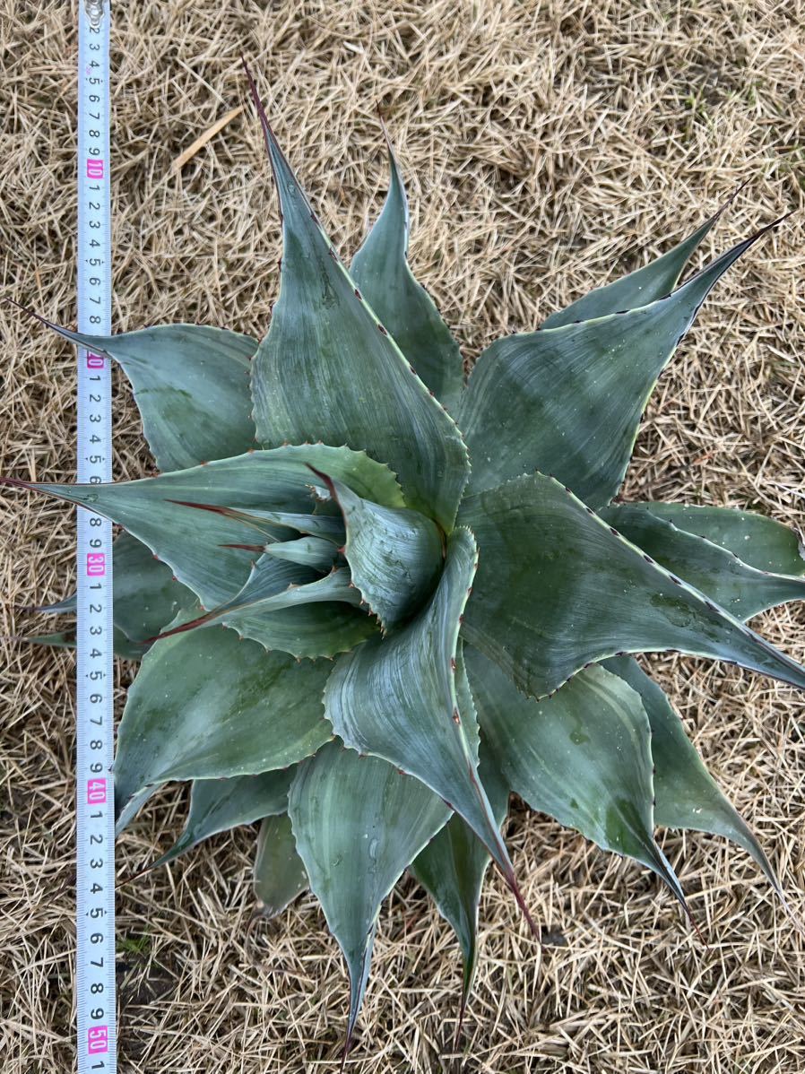 【農園直送】超特大サイズ　AGAVE アガベ　カメオ　オバティフォリア　斑入り　極上斑　希少　agave ovatifolia cameo 全写真現品_画像1