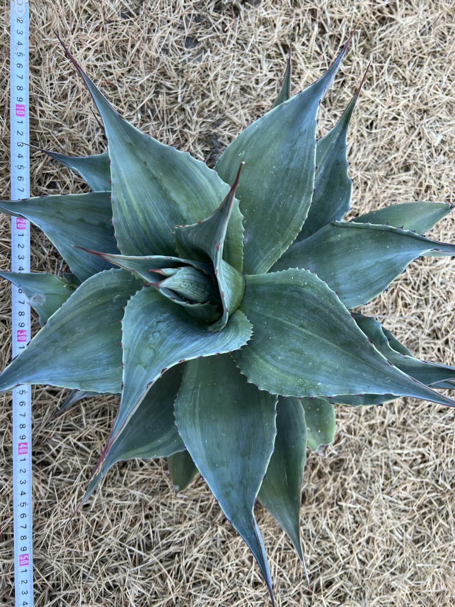 【農園直送】超特大サイズ　AGAVE アガベ　カメオ　オバティフォリア　斑入り　極上斑　希少　agave ovatifolia cameo 特選優良強棘株　_画像1