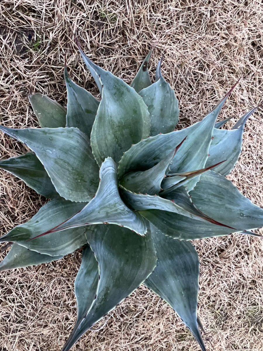 【農園直送】超特大サイズ　AGAVE アガベ　カメオ　オバティフォリア　斑入り　極上斑　希少　agave ovatifolia cameo 全写真現品_画像6